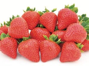 Fraisier Florice