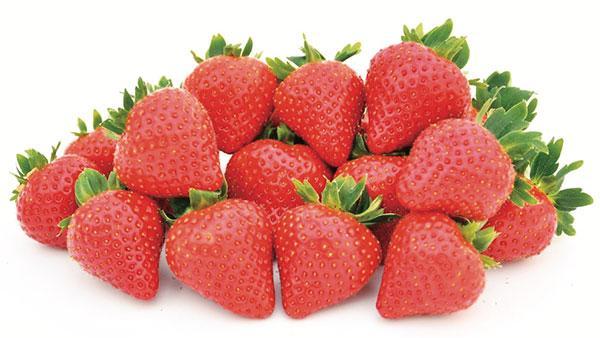 fraisier-florice