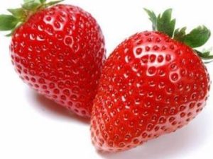 Fraisier Harmony