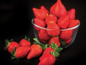 Fraisier Limvalnera