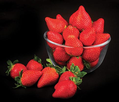 fraisier-limvalnera