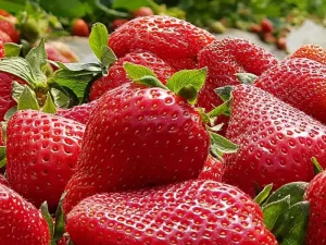 Fraisier Magnum