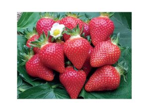 Fraisier Manon des fraises