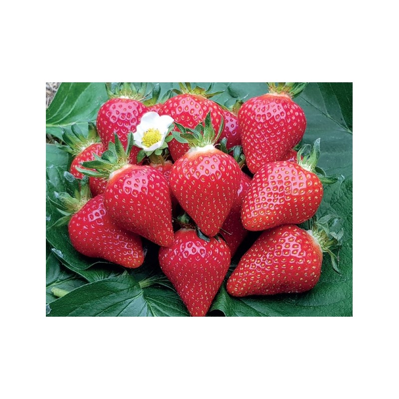 fraisier-manon-des-fraises