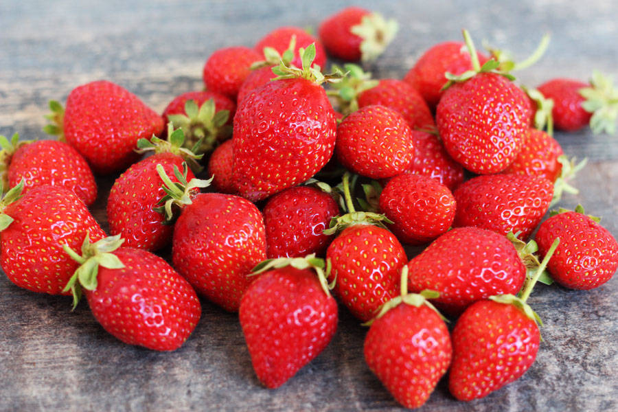 fraisier-mariguette