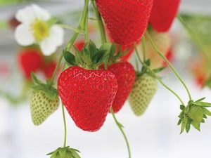 Fraisier marvella