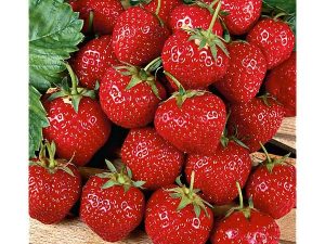 Fraisier Rubis des jardins