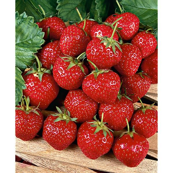 fraisier-rubis-des-jardins