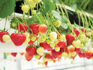 Fraisier Sonsation